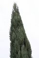 Juniperus scopulorum Blue Arrow Jałowiec skalny